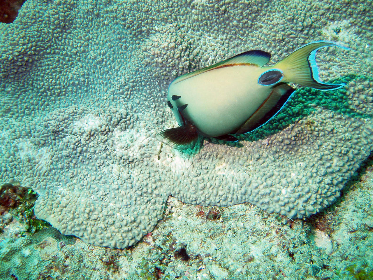 Acanthurus tennentii